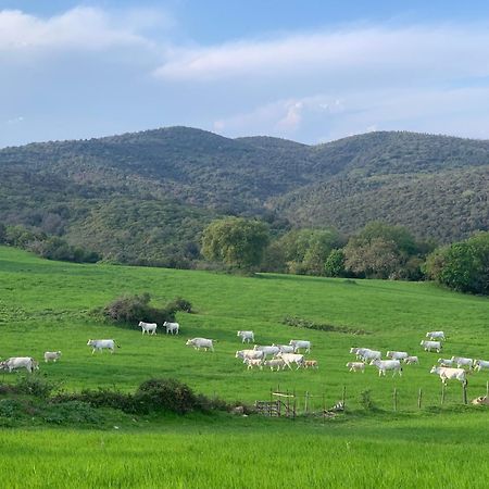Fattoria Tolomei Campagnatico Zewnętrze zdjęcie