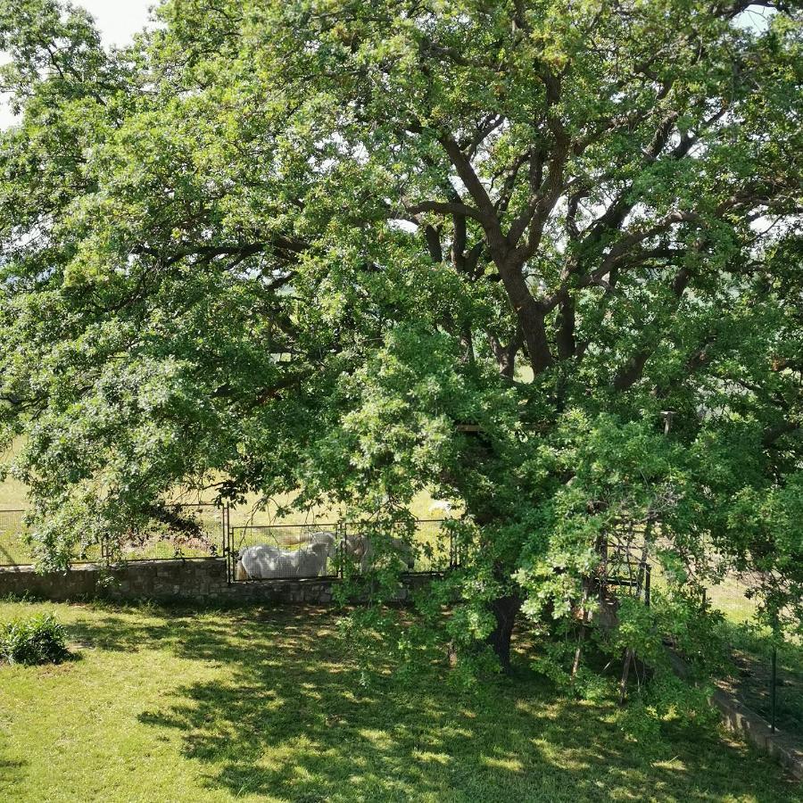 Fattoria Tolomei Campagnatico Zewnętrze zdjęcie