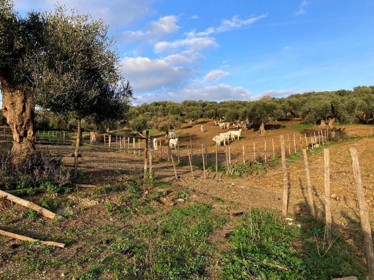Fattoria Tolomei Campagnatico Zewnętrze zdjęcie